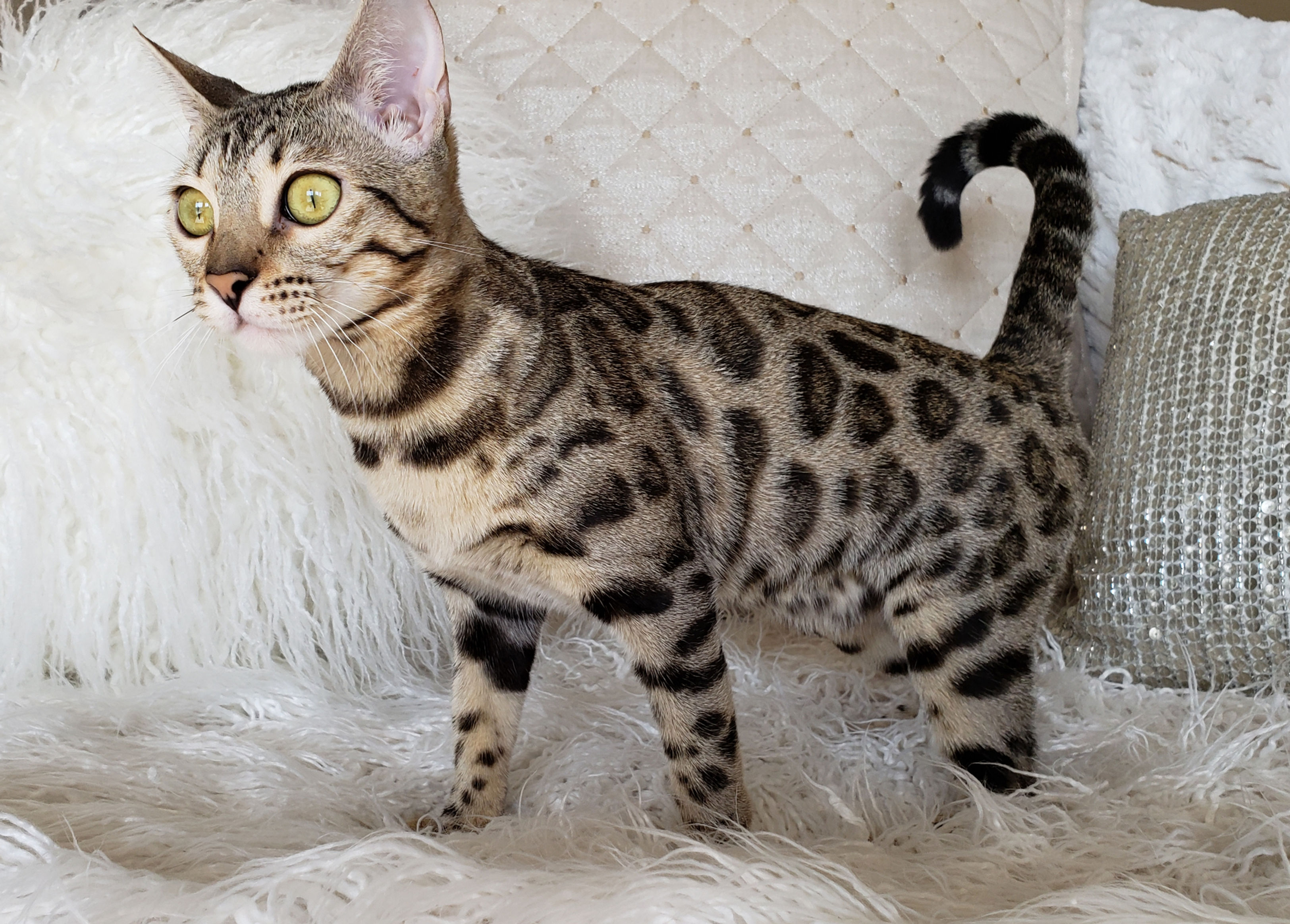Bengal cat with rosette coat pattern